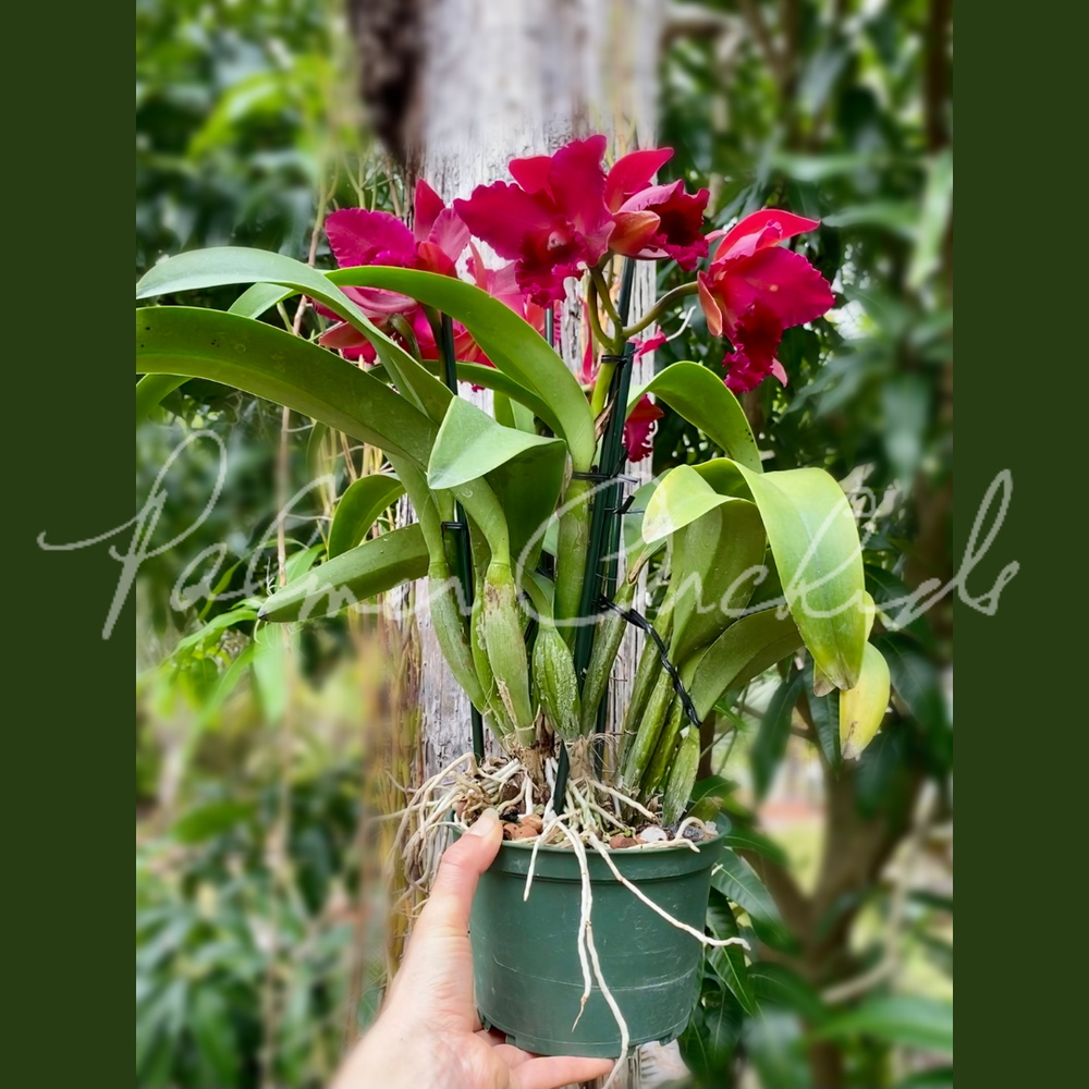 Rth. Pop City — Palmer Orchids